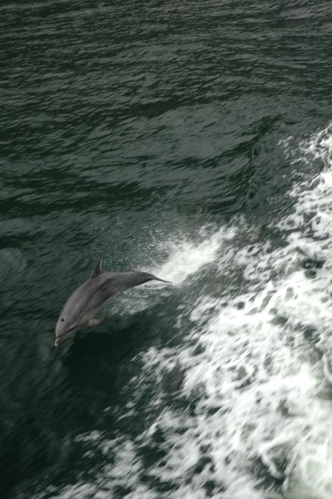 Dolphins in Milford
